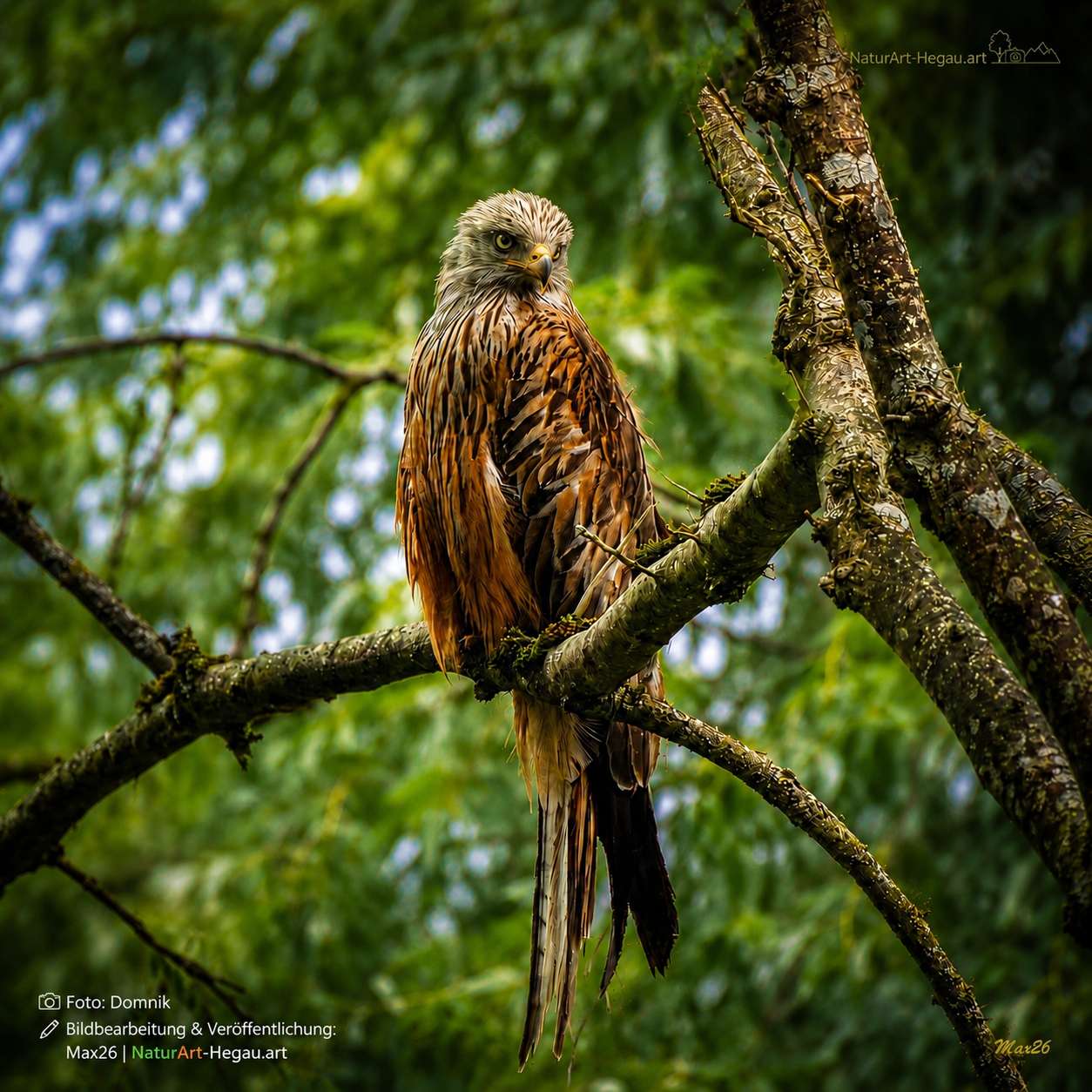 Naturgrundstück 16